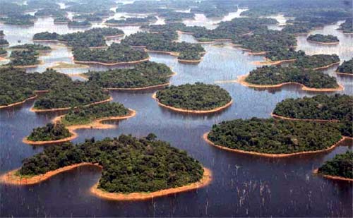 Fragmentação da Amazônia prejudica interações entre espécies