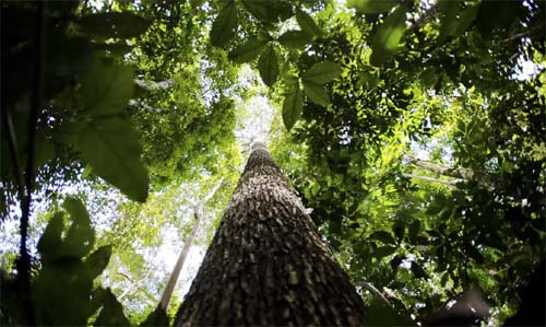 Em nova doação, Noruega repassa mais de R$ 270 mi ao Fundo Amazônia
