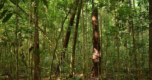 Modelo de produção madeireira em concessões florestais se esgotará em 35 anos