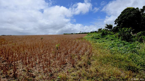 Assim a soja invade a Amazônia