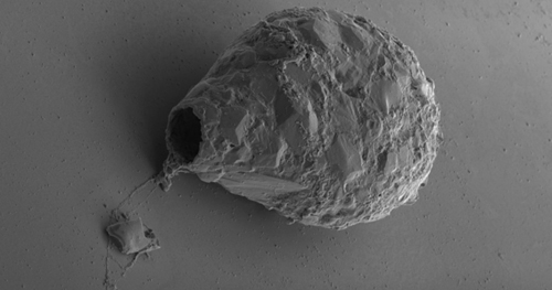 Amebas se diversificaram há pelo menos 750 milhões de anos