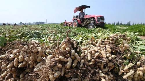 Colina: nutriente essencial para o cérebro e fontes alimentares