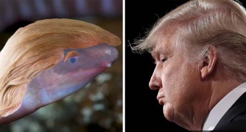 Nova espécie de anfíbio cego que enterra a cabeça na areia é batizada com o nome de Donald Trump