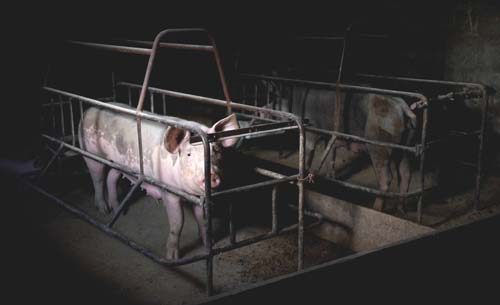 Cada dia mais pessoas acreditam que os animais importam tanto como seres humanos