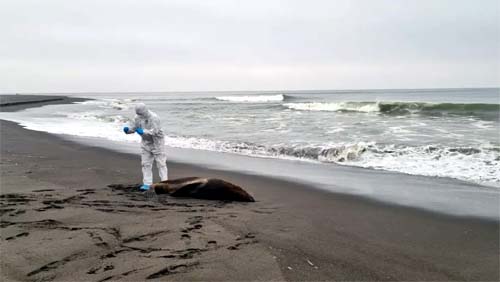 Gripe aviária se espalha no Chile e mata quase 9 mil animais marinhos