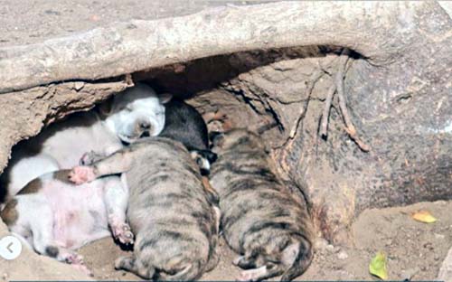 ONG denuncia eutanásia de cães e gatos em Pão de Açúcar