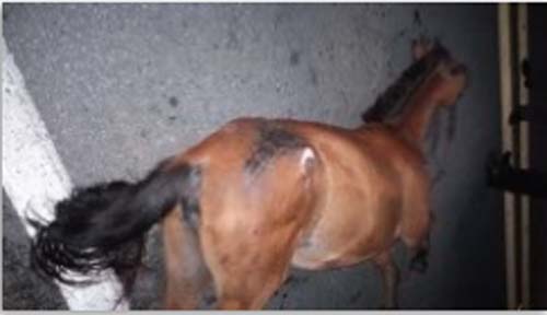 Polícia registra mais um acidente no ‘Trecho da Morte’ na BR-104 em União dos Palmares