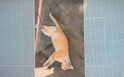 Polícia Civil investiga morte de mais de 10 animais em União dos Palmares