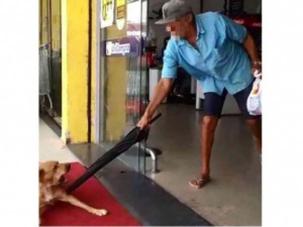 OAB/AL recebeu cerca de 200 denúncias de maus-tratos a animais em 2019