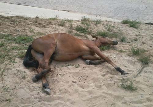 Internautas pedem ajuda para cavalo abandonado com pata fraturada