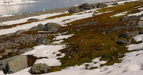 Solo da Antártida contém potenciais aliados no combate ao câncer