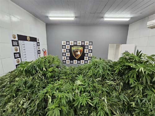 Pernambuco: Homem é preso com maconha suficiente para consumo de 115 anos