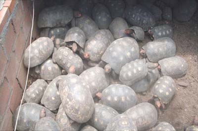 Polícia apreende jabutis, macacos, tatus e jaguatirica em sítio de Delmiro