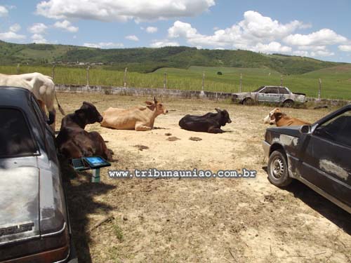 Vinte e um animais apreendidos pela PRF na BR-104 em União dos Palmares há 21 dias esperam o resgate de seus donos