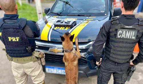 PRF e Canil do 3o. BPM prendem homem com  3 kg. de cocaína em onbis em São Sebastião