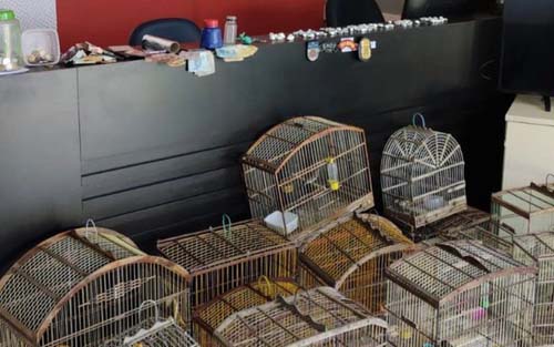 Casal é preso com maconha, crack, cocaína e 15 pássaros silvestres no interior de Alagoas