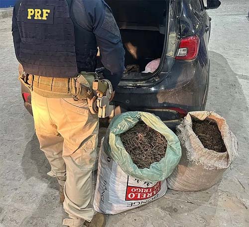 PRF apreende carro com 18 quilos de maconha em Alagoas e prende condutor em flagrante
