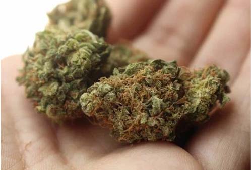 Polícia encontra maconha e cocaína em casa no município de Messias