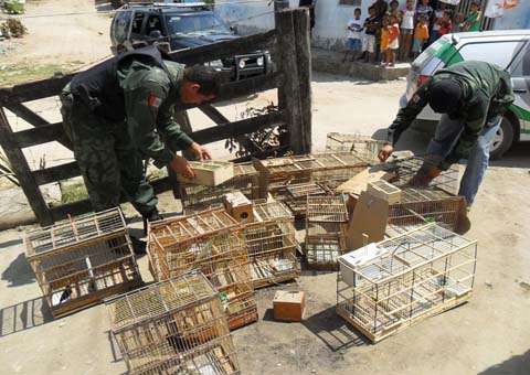 Polícia apreende várias espécies de pássaros em União dos Palmares