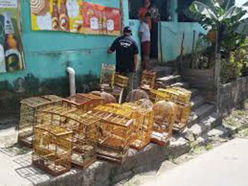 Operação apreende aves e desmonta acampamento de caça no interior