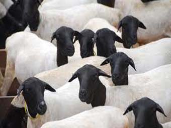 1ª Exposição Caprinos e Ovinos é aberta em Arapiraca