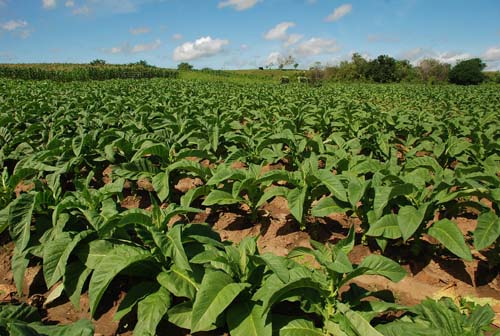 Cultura do fumo resiste no Agreste Alagoano