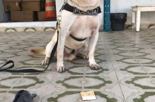 Durante operação, polícia encontra quase R$ 2 mil e maconha em uma das casas investigadas