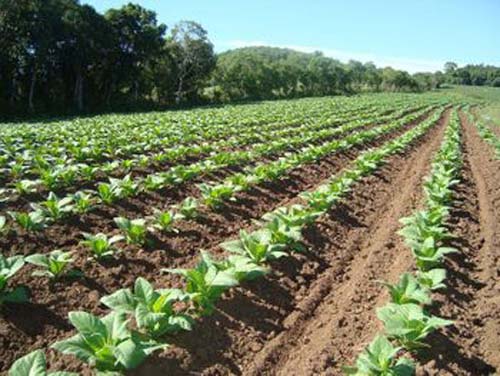 Advento das chuvas reacende a cultura do fumo em Arapiraca