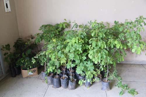 Prefeitura de Arapiraca realiza curso de podagem e produção de mudas