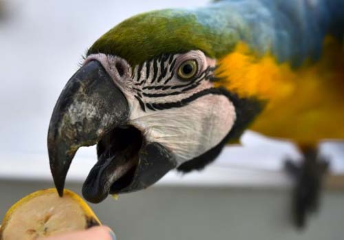 O espetáculo de cores das araras na capital da Venezuela