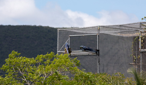 Alimentação, musculação e defesa: treino de 3 fases garante retorno de araras à vida selvagem