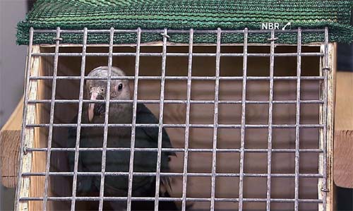 Três de 20 ararinhas-azuis soltas na Bahia foram mortas por predadores