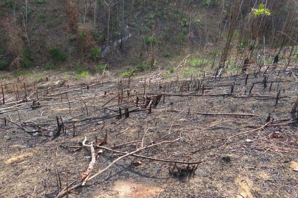 Assentados desmatam Mata Atlântica em AL para vender carvão, diz polícia