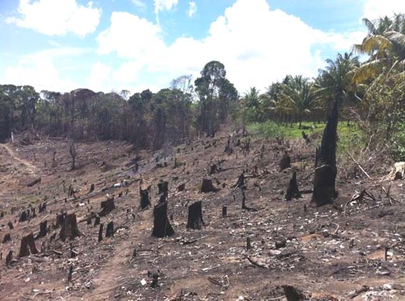 BPA descobre área de desmatamento e produção ilegal de carvão
