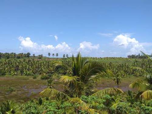 Corpo de idosa que estava desaparecida é encontrado em mata fechada de AL