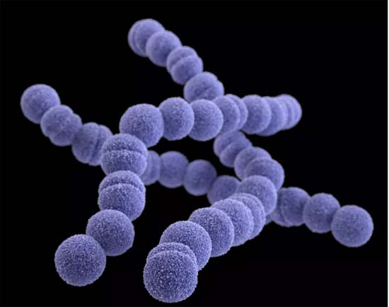 Argentina tem surto de infecções por bactéria e registra 9 mortes