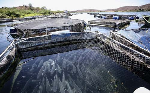 Fiscalização apreende armadilhas para pesca irregular