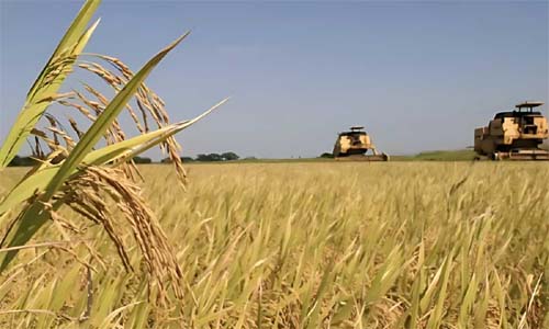 Produtores estranham importação milionária e “desnecessária” de arroz