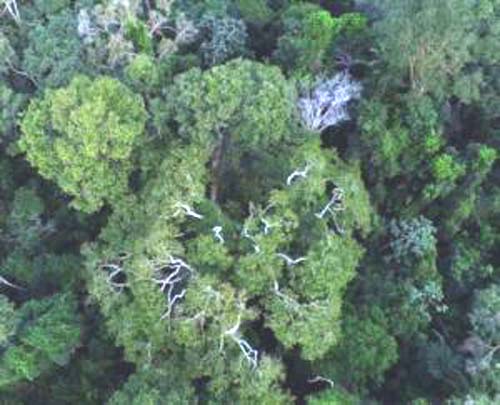 Guia orienta sobre como obter recursos para unidades de conservação