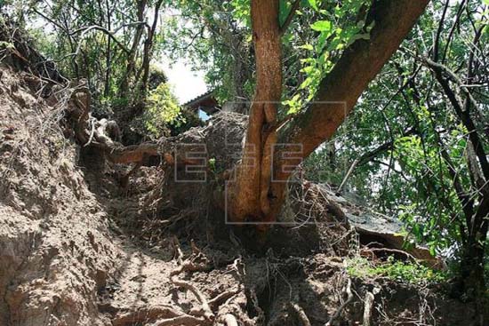 Linguagem secreta faz com que árvores criem ecossistemas equilibrados