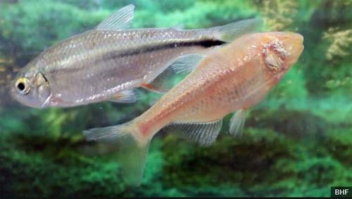 O peixe mexicano que pode guardar o segredo para reparar corações danificados