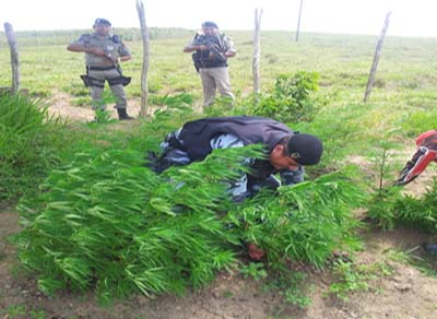 Plantação de maconha e pedras de crack são aprendidas em municípios do interior