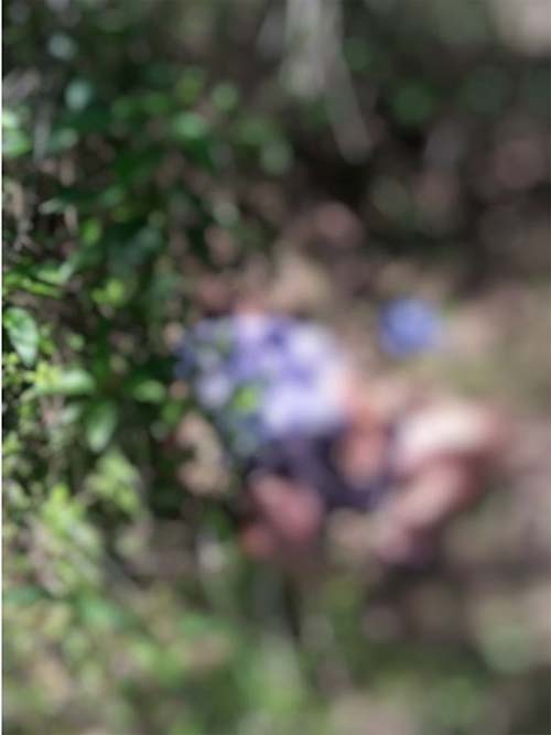 Homem morre após ser atacado por abelhas no Agreste de Alagoas