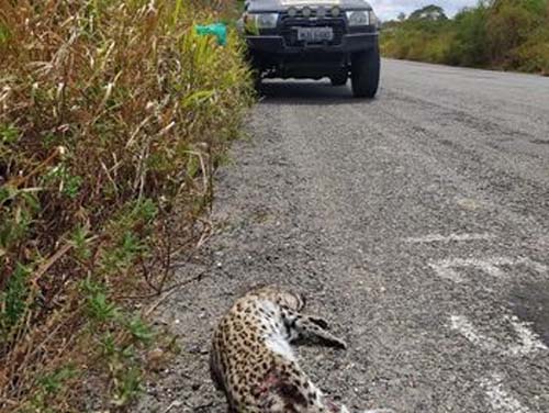 Vídeo: Duas Jaguatiricas são encontradas mortas em rodovias do Sertão de Alagoas