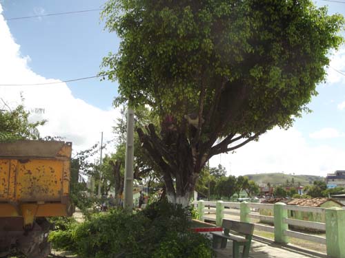 Prefeitura poda arvores que iriam obstruir nova rede eletrica na Avenida Monsenhor Clóvis no centro de União