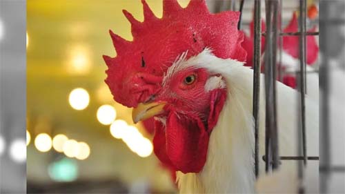 Gripe aviária: Estados Unidos já sacrificaram 92,34 milhões de aves
