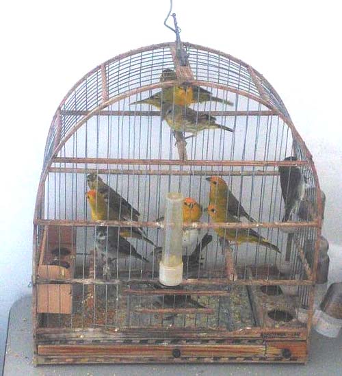 Homem é preso por crime ambiental, com aves silvestres na BR-101