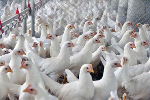 Índia acaba de abrir mercado para frango brasileiro, diz Tereza Cristina