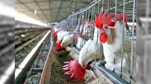 Alerta: casos de gripe aviária detectados em Portugal e Hungria