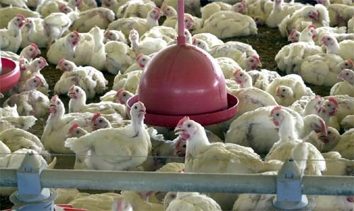 China retoma compras de carne de frango brasileira após suspensão por influenza aviária